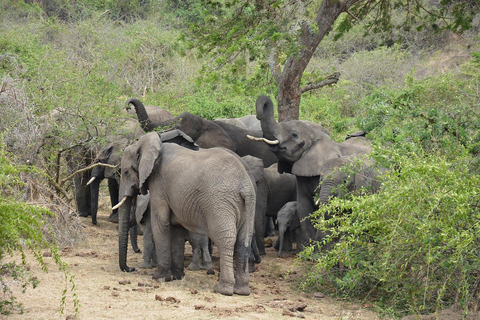 Dagtrip: Zanzibar naar Selous/ Nyerere National Park