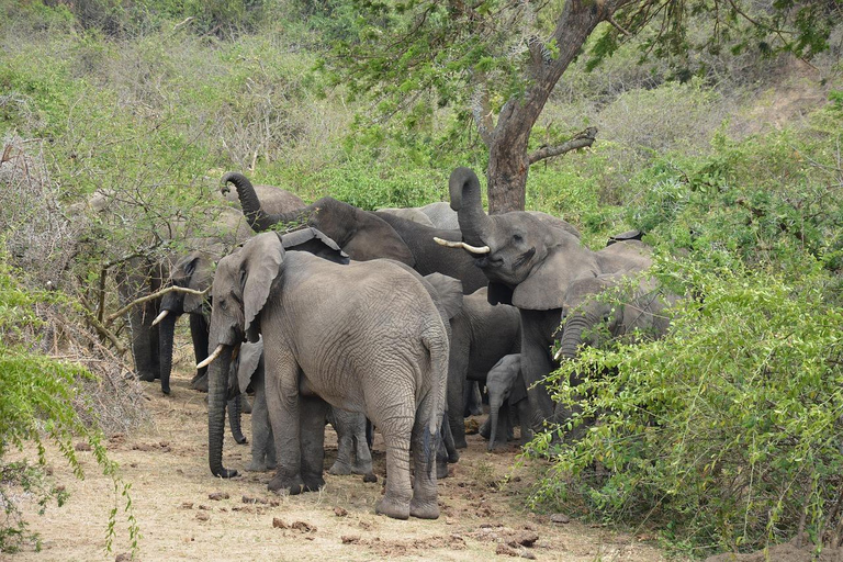 Dagsutflykt Zanzibar till Selous/ Nyerere National Park