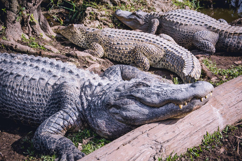 Miami: Everglades Airboat and Wildlife Reserve