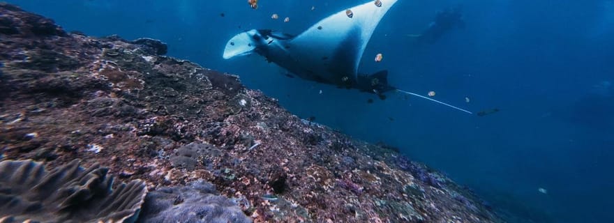 Nusa Penida : snorkeling et visite de l'île, transfert tout compris