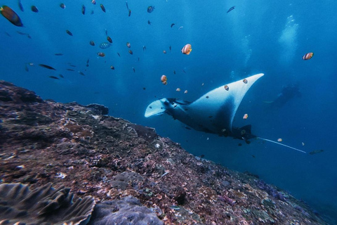 Nusa Penida: West Trip & Snorkeling Manta Bay with Lunch Snorkeling and Penida tour all Include Shuttle hotel In Bali