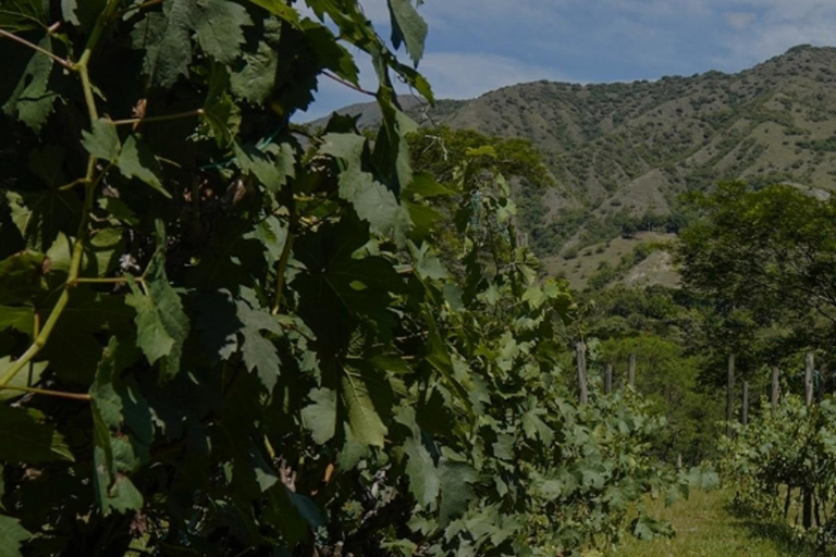 Medellin: Wine Tour in Antioquia, Flavors and unforgettable moments