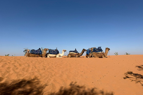 Agadir: Souss Massa 4WD Desert Safari with Lunch