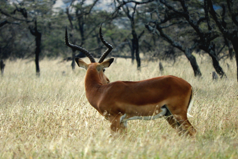 Private Nairobi National Park Drive in 4*4 landcruiser
