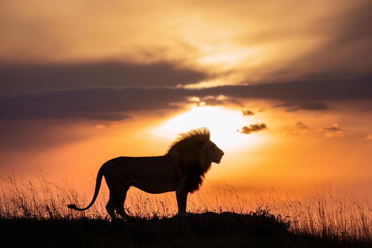 7-dagars safari i Kenya och Tanzania