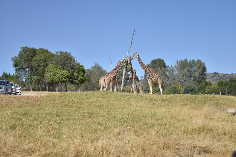 Da Puebla: Africam Safari Tour privato tutto incluso