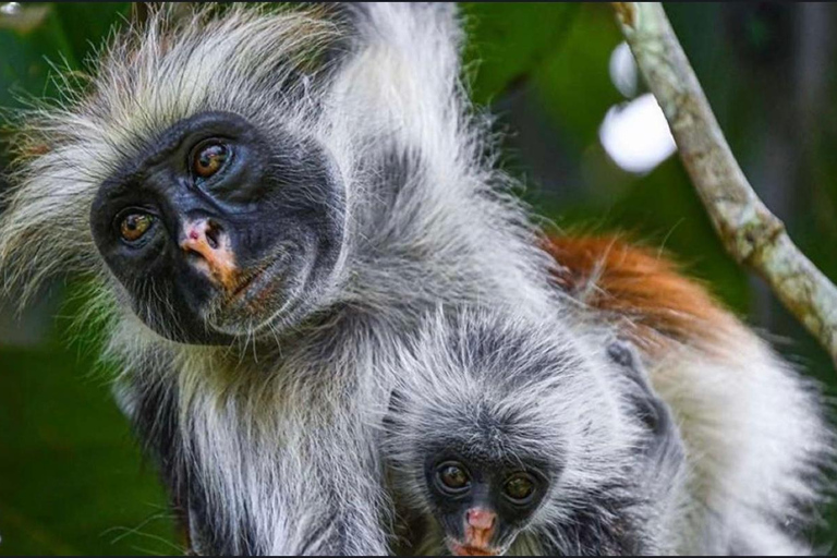 Zanzibar: las Jozani i jaskinia Salaam z odbiorem z hoteluWYCIECZKA PRYWATNA: z odbiorem z hotelu ze WSZYSTKICH HOTELI na Zanzibarze