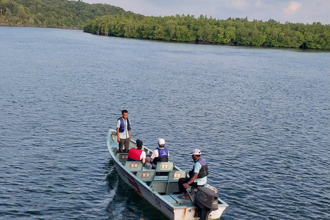 Bintan Tour Mangrove or Fireflies Fireflies Tour