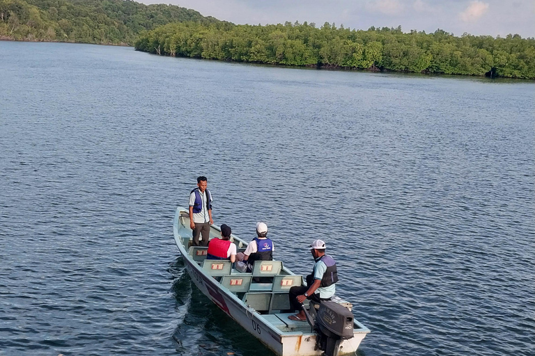 Bintan Tour Mangrove or Fireflies Fireflies Tour