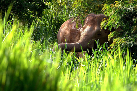 Hua Hin: Kui Buri National Park Wild Elephant Watching