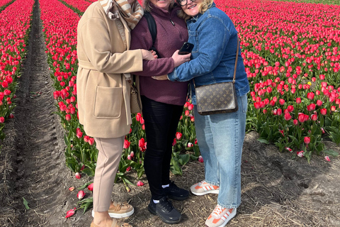Lisse: Private Tulip Fields Tour with a Local Guide 1h Tour