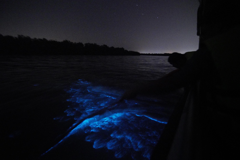 Magical Blue Tears Night Boat Tour in Kuala Selangor