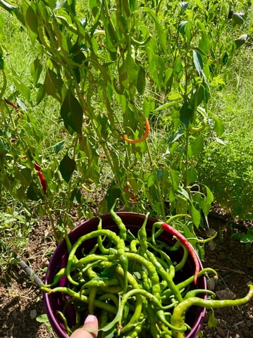 Fresh Garden Home Cooking with a Local Chef in Fethiye