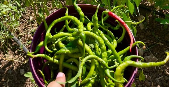Fresh Garden Home Cooking with a Local Chef in Fethiye