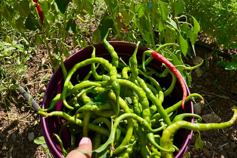Fresh Garden Home Cooking with a Local Chef in Fethiye