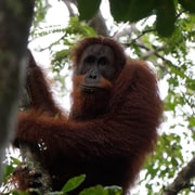 3-Days Exploring Bukit Lawang Rainforest & Orangutans
