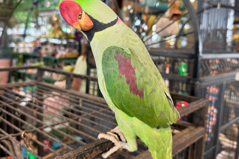 Airlie Beach: Family Coffee Plantation Tour