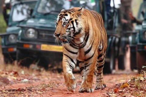 From Jaipur: Guided Ranthambore Tour with Cab Tour by Private Car and Driver