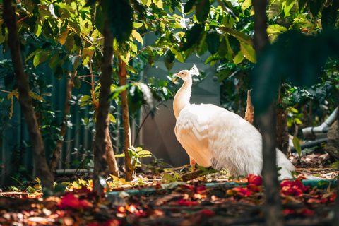 San José: Hacienda La Chimba Coffee Experience Tour