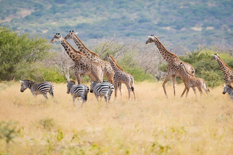 Tanzania: Four Days Wildlife Safari in Northern Parks
