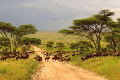 Serengeti: 6 Day Annual Wildebeest Migration Tour & Hotel 6 Days Annual Wildebeest Migration