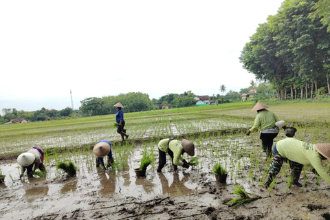 Yogyakarta: Kulon Progo Village Cycling Tour with Snacks