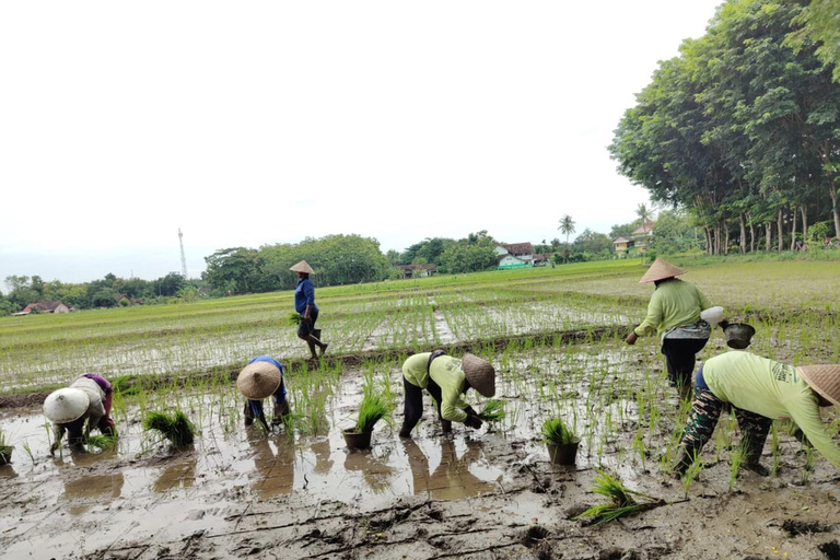 Yogyakarta: Kulon Progo Village Cycling Tour with Snacks