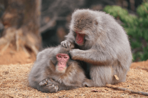Kyoto: Arashiyama Unveiled – Bamboo, Temple, Matcha, Monkeys Kyoto: Arashiyama Unveiled Bamboo, Temple, Matcha, & Monkeys