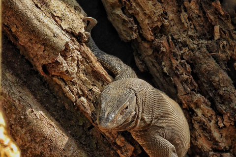 Chitwan National Park: Full-Day Jeep Safari with Lunch