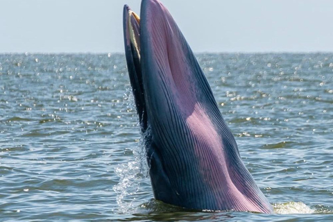 From Pattaya: Upper Gulf of Thailand Whale Watching Day Tour