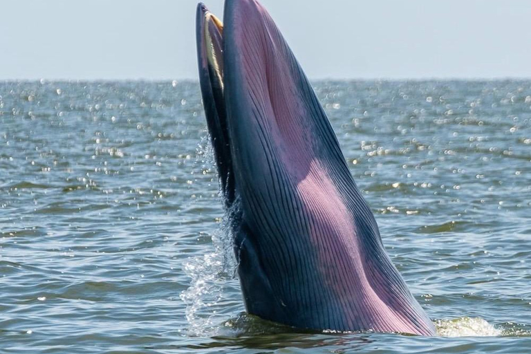 From Pattaya: Upper Gulf of Thailand Whale Watching Day Tour