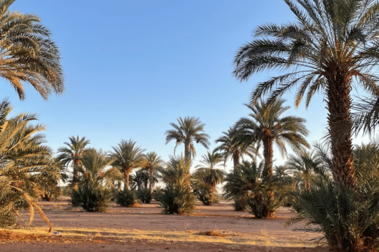 AlUla: Full-Day 4x4 Tour with Scenic Stops