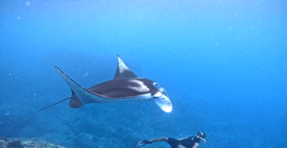 From Penida: Manta Snorkeling with Buffet Lunch and Kayaking