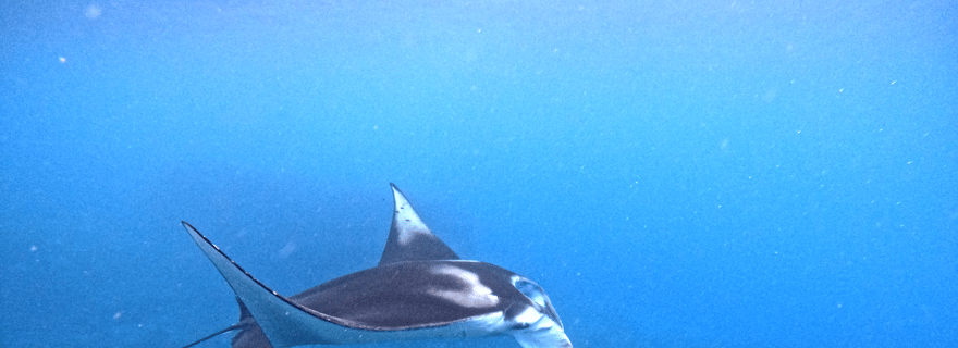 Depuis Penida : plongée avec raies manta, déjeuner buffet et kayak