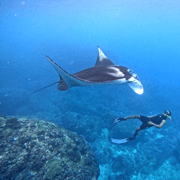 From Penida: Manta Snorkeling with Buffet Lunch and Kayaking