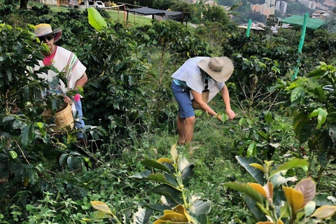 Medellín Coffee Tour with Lunch