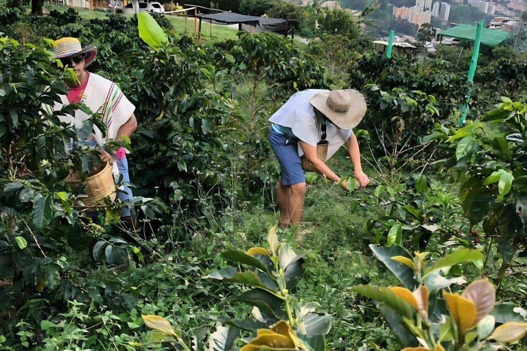 Medellín Coffee Tour with Lunch