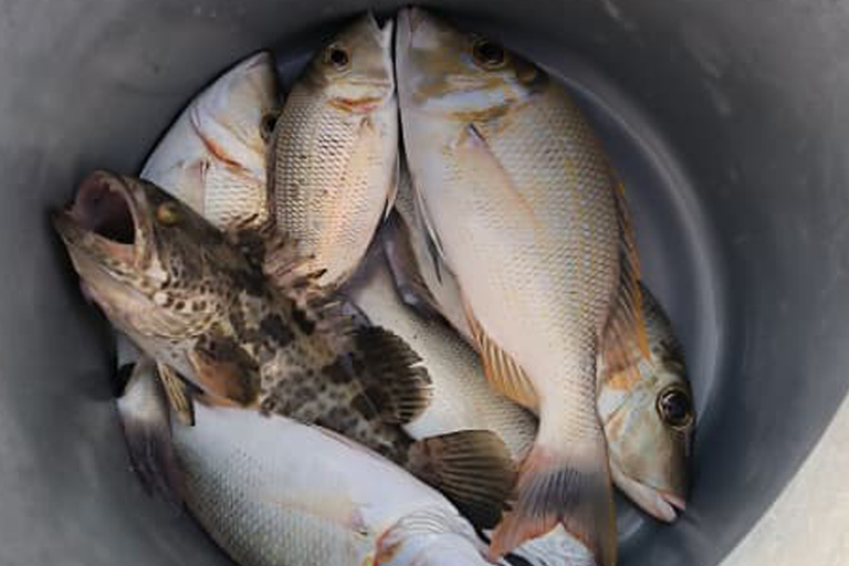Doha Persian Gulf Sea: Private Fishing Trip with Pick & drop