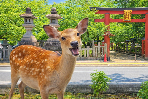 Kyoto: Private City Highlights Tour (Local Guide 6-Hour)