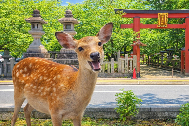 Kyoto: Private City Highlights Tour (Local Guide 6-Hour)