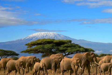 6-daagse groepssafari naar Masai Mara, Lake Nakuru en Amboseli