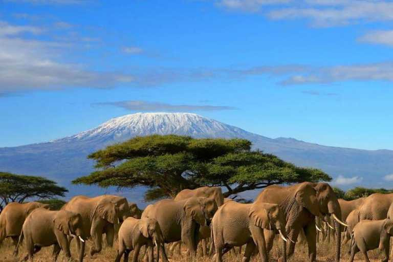 Safari en grupo de 6 días a Masai Mara, Lago Nakuru y Amboseli