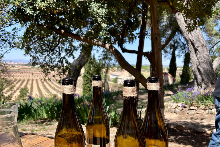 De Valência: Degustação de vinhos e visita à Cueva de Turche