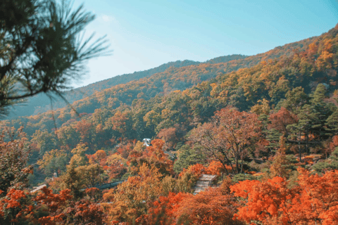 Seúl: Hwadamsup, luge y aldea folclórica coreana. Excursión de un día.Excursión en grupo, encuentro en Hongdae (Hongik Uni)