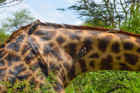 Vanuit Nairobi: 3 dagen, 2 nachten Maasai Mara-groepssafari met terreinwagen