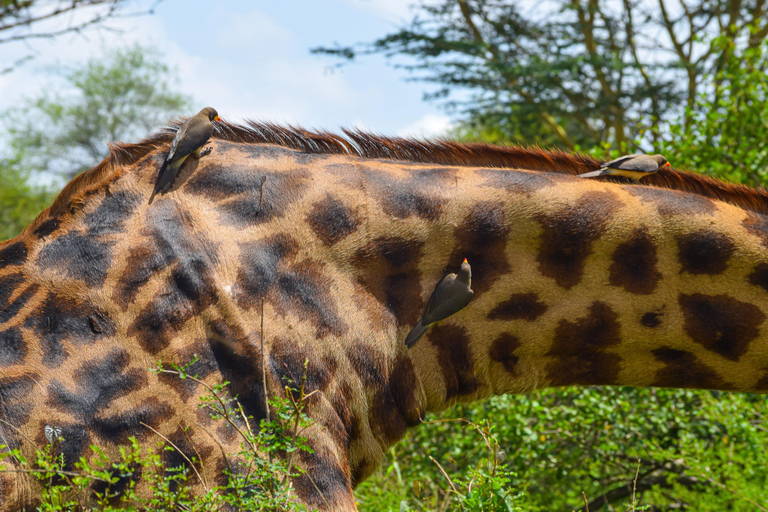 Vanuit Nairobi: 3 dagen, 2 nachten Maasai Mara-groepssafari met terreinwagen