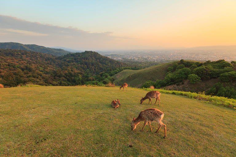 Nara Cherry Blossom Highlights Spring Day Tour from Osaka Shared Tour, Meet at Tsurutontan Soemoncho