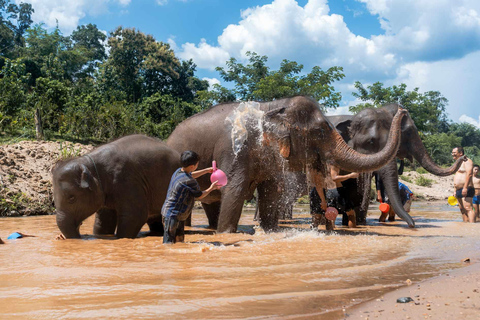 Chiang Mai : Elefantenpflege Elefanten Eco Park