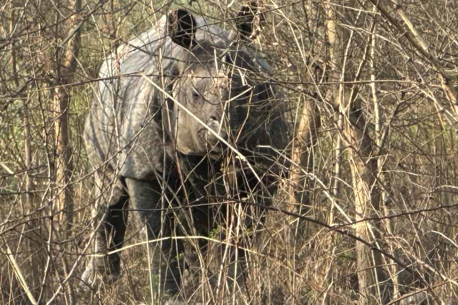 Chitwan Dschungel-Safari 3 Tage – ab Kathmandu oder Pokhara. Foto: GetYourGuide Chitwan Dschungel-Safari 3 Tage – ab Kathmandu oder Pokhara. Foto: GetYourGuide