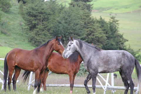 Entoto Horse Riding, Oromo Village & Nature Experience
